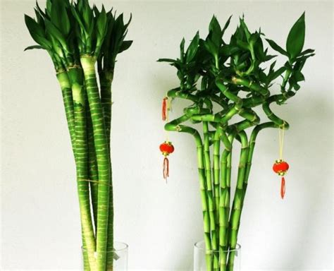 龙竹风水 避忌植物